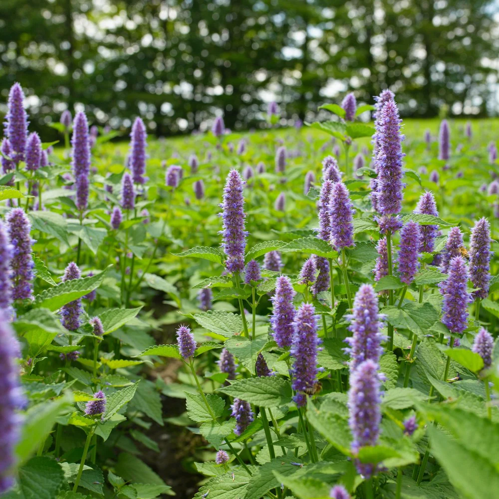Anise Hyssop - Organic - Image 2